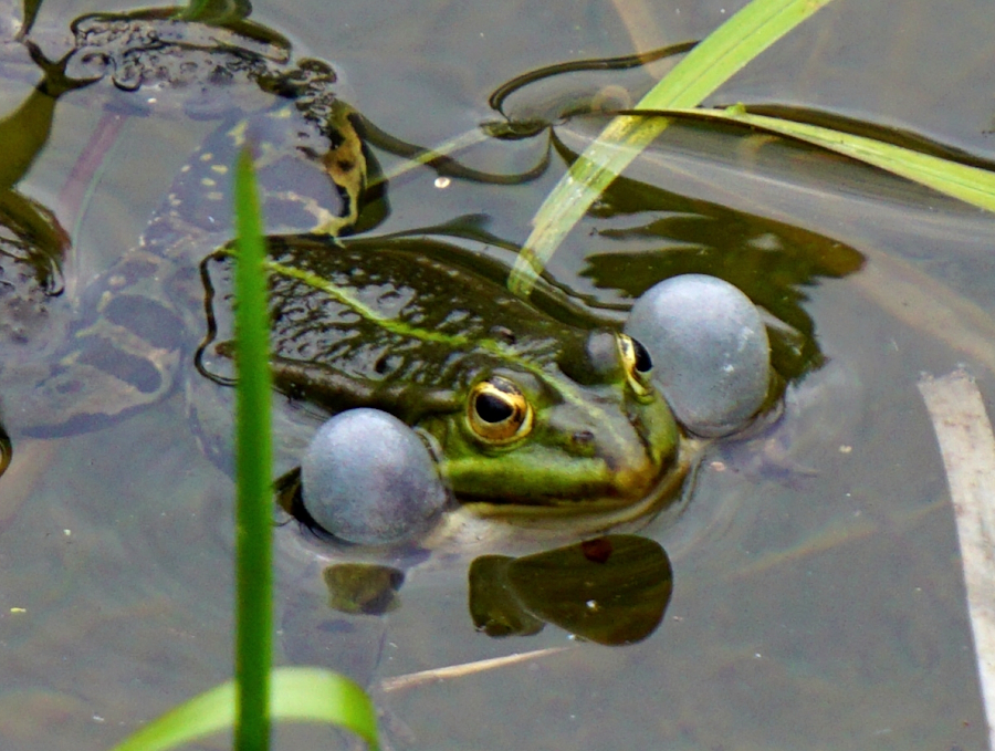 Квакающий самец зелёной лягушки с надутыми голосовыми мешками в парке Макса Ашманна